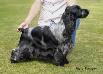 C Lassie Dog Grooming Photo