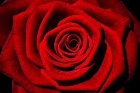 Red Rose Removals
